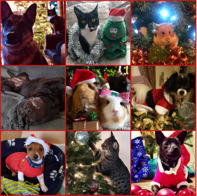 Name:  FestivePets.PNG
Views: 20333
Size:  1.20 MB