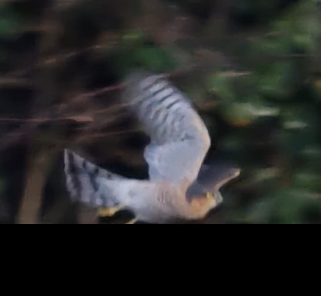 Name:  Screenshot_20220215-123331_Video Player.jpg
Views: 16082
Size:  91.2 KB