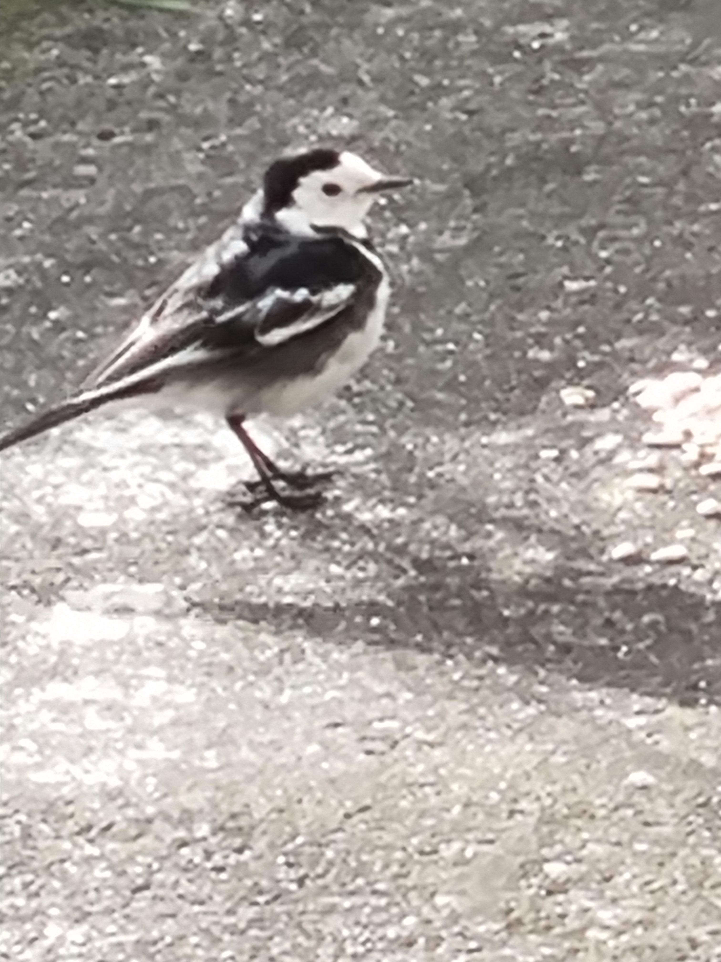 Name:  Bird1.jpg
Views: 8004
Size:  1.07 MB