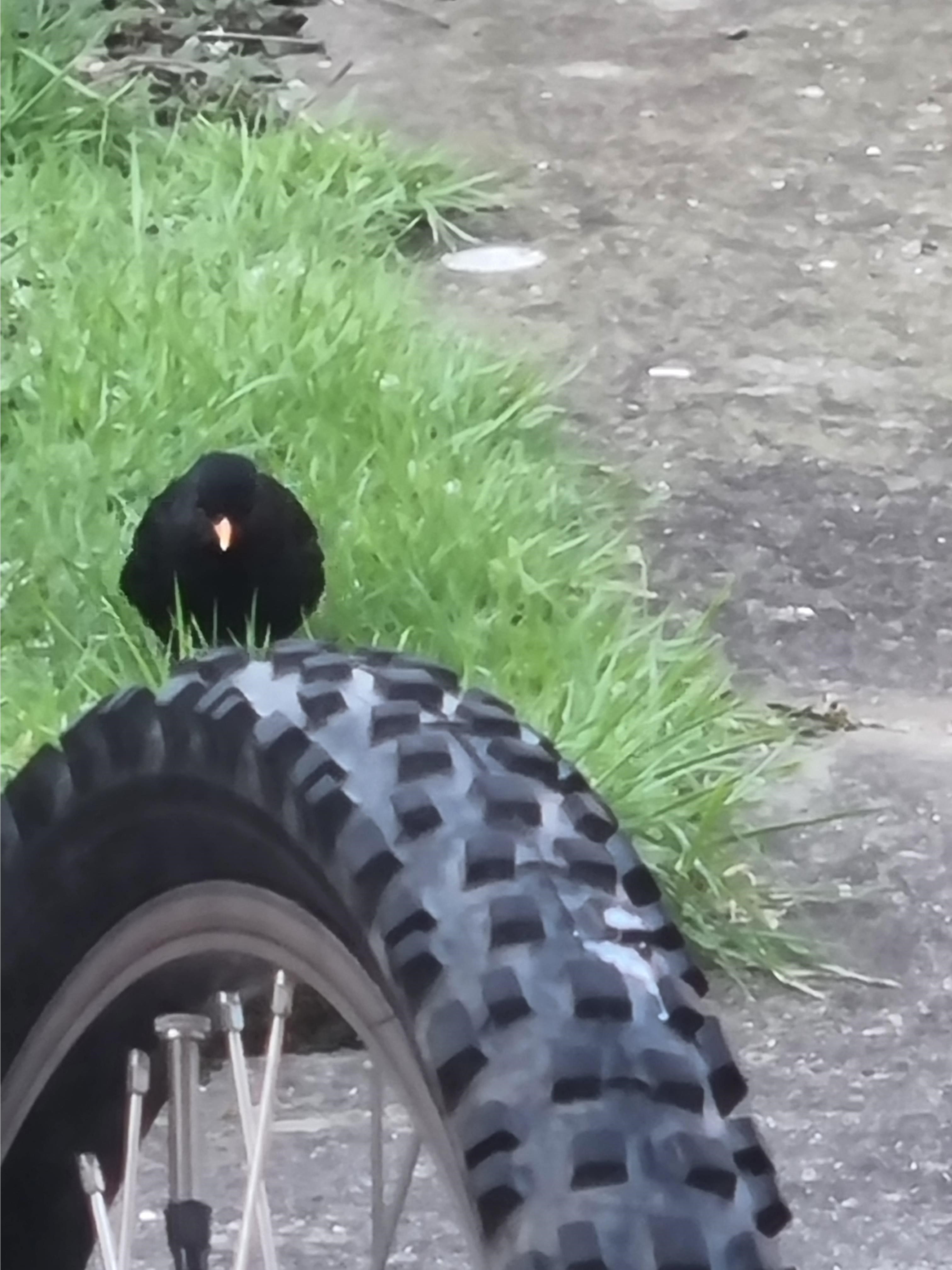 Name:  Bird4.jpg
Views: 8061
Size:  813.3 KB