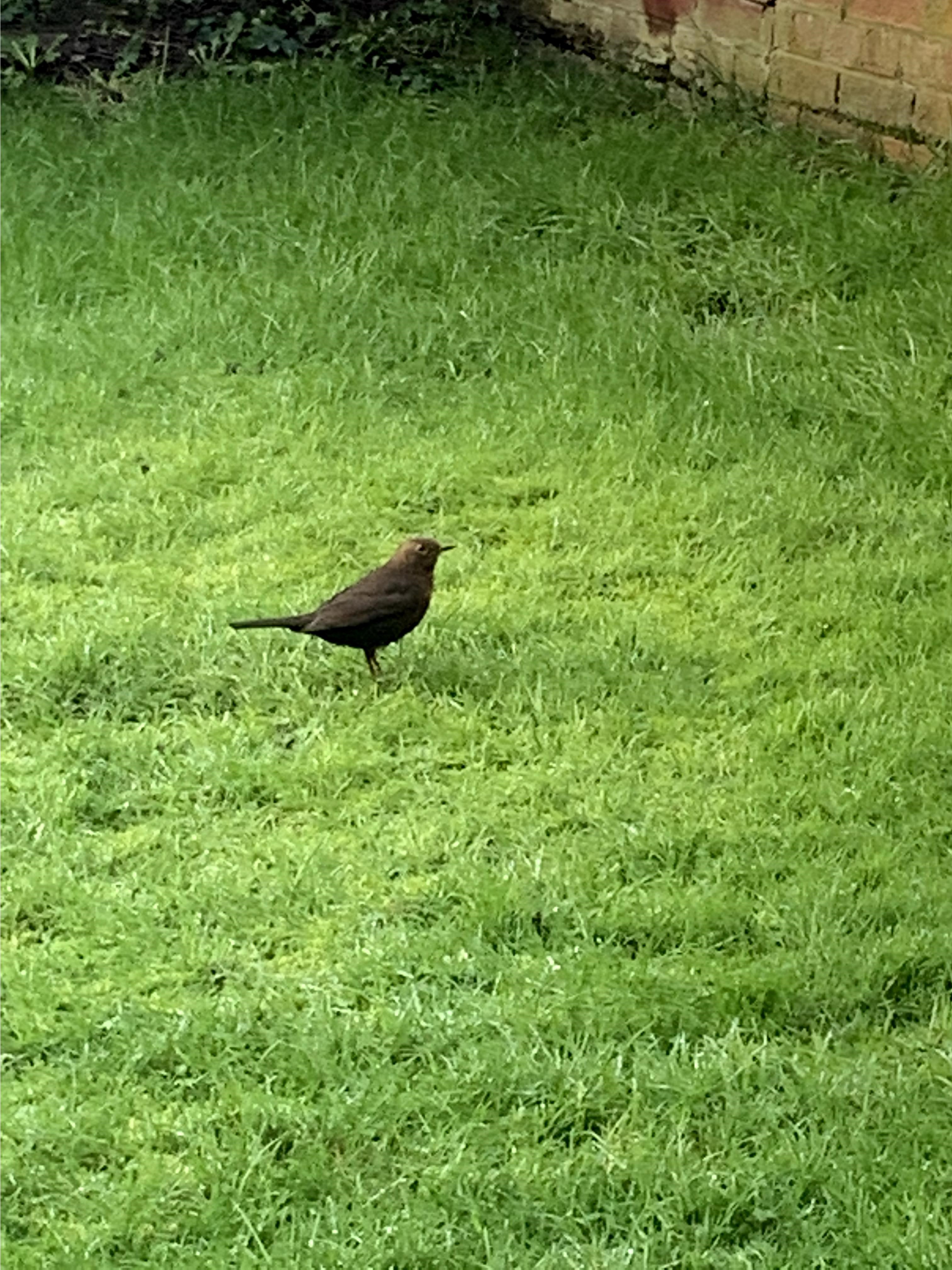 Name:  Bird5.jpg
Views: 8130
Size:  1.56 MB